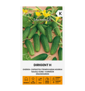 Harilik lühiviljaline kurk Dirigent H