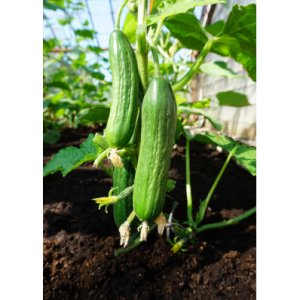 Hariliku pikaviljalise kurgi seemned PONY H