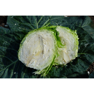 Valge peakapsa seemned CARAMBA H