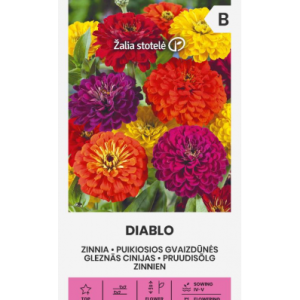 SUURED DAALIAÕIELISED TSINNIAD DIABLO