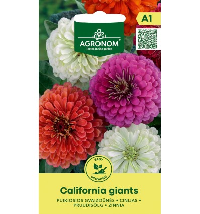 SUURED DAALIAÕIELISED TSINNIAD CALIFORNIA GIANTS