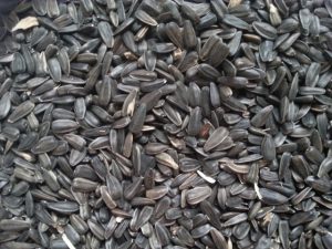 Päevalilleseemned lindudele, mustad ja väikesed, 20 kg.