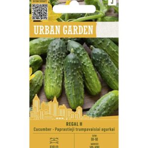 Harilik kurk, lühiviljaline REGAL H