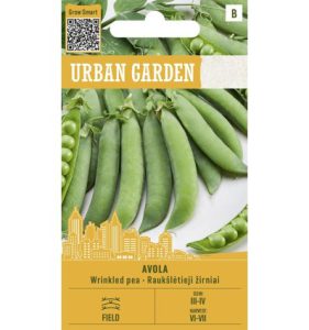 Kortsus hernes AVOLA