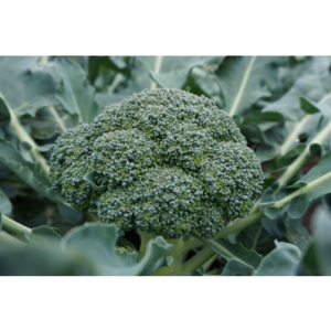 BROKOLI LUCKY H