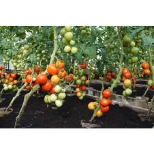 SÖÖGITOMAT TOLSTOI H