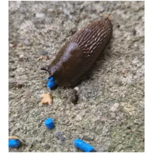 FERRONITE SLUG GRANULE, molluskitsiid – graanulid nälkjate ja tigude vastu, 1 kg