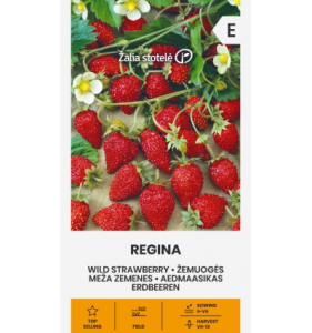 MAASIKAS „REGINA”